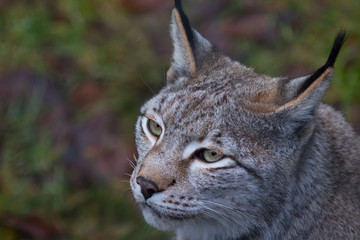 Luchs