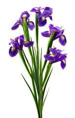 beautiful flowers bouquet on a white background