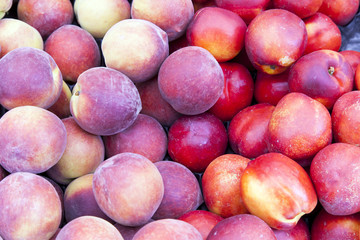 Placer ripe peaches and nectarines