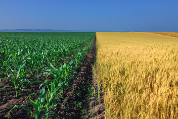 Fields of corn and wheat next to each other