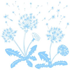 Fototapeta na wymiar blue dandelions