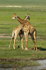 Zwei männliche Giraffen