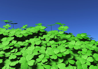 Group of four-leaf clovers
