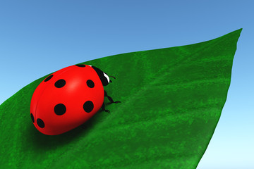 Ladybird on a leaf