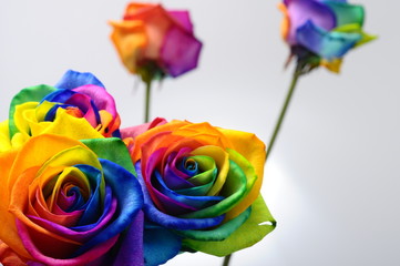 Obraz na płótnie Canvas Bouquet of Rainbow rose