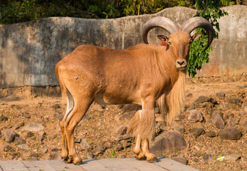 Barbary Sheep