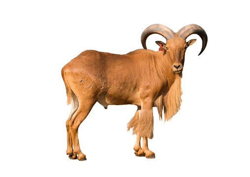 barbary sheep