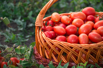 Tomatoes in a wicker basket on the field