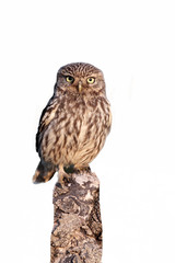 Little owl, Athene noctua