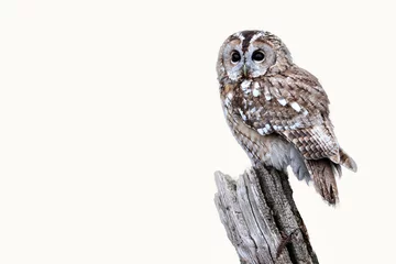 Printed roller blinds Owl Tawny owl, Strix aluco