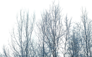 Fototapeta na wymiar Drzewa pokryte śniegiem