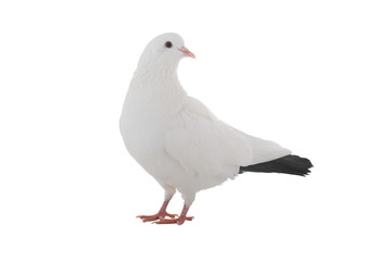 white  dove