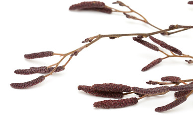 alder male catkins
