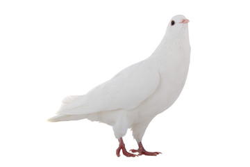 white  dove