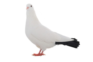 white  dove