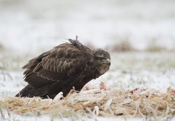 Common buzzard