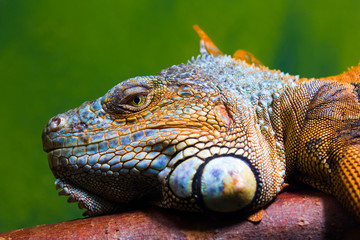 Iguana relaxing on a branch