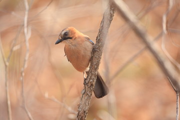 Eurasian Jay (Garrulus glandarius brandtii) in Hokkaido,Japan