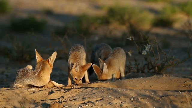 Cape foxes at their den in morning light, Kalahari desert
