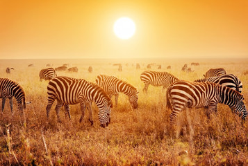 Zebras herd on African savanna at sunset. - obrazy, fototapety, plakaty