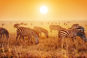 Zelfklevend Fotobehang Zebra& 39 s kudde op Afrikaanse savanne bij zonsondergang. © Photocreo Bednarek