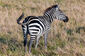 Fototapeta na wymiar Zebra on African savanna.