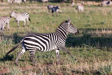 Naklejka na ściany i meble Zebra on African savanna.