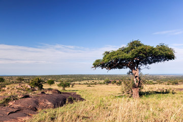 Fototapeta premium Pojedyncze drzewo na sawannie, krzak w Afryce. Tsavo West, Kenia.