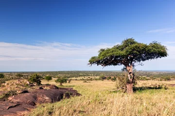 Gordijnen Single tree on savanna, bush in Africa. Tsavo West, Kenya. © Photocreo Bednarek