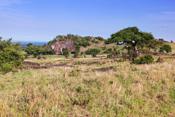 Fototapeta na wymiar Grassy savanna, bush in Africa. Tsavo West, Kenya.
