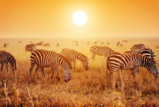 Fototapeta Zebry stado na afrykańskiej sawannie przy zmierzchem.