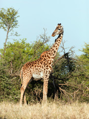 Giraffe on savanna. Safari in Serengeti, Tanzania, Africa