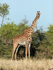 Naklejka na ściany i meble Giraffe on savanna. Safari in Serengeti, Tanzania, Africa