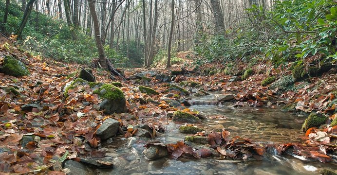 A River In Strandzha Natural Park, Bulgaria