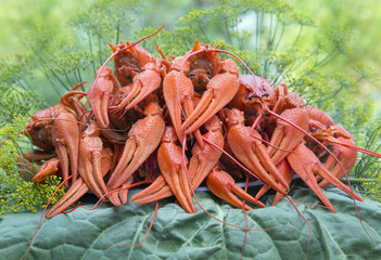 Вареные раки на листьях салата
