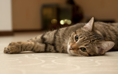 Кот лежит на полу
