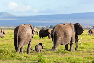 Fotobehang Elephants herd on savanna. Safari in Amboseli, Kenya, Africa © Photocreo Bednarek