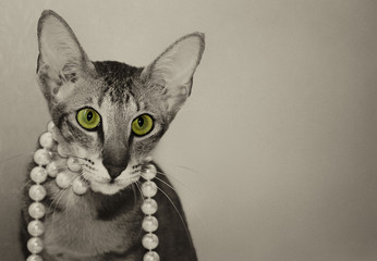 Кошка породы Ориентал в винтажном стиле