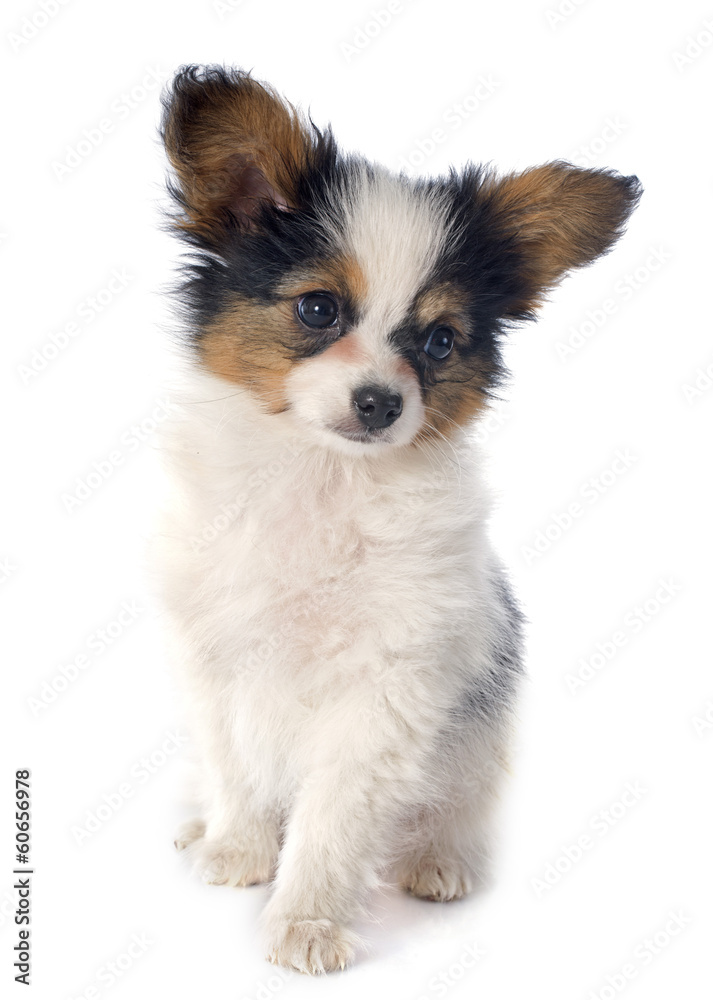 Sticker papillon puppy