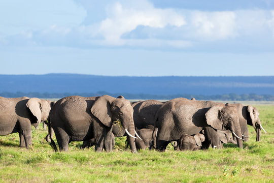 Elephants herd on savanna. Safari in Amboseli, Kenya, Africa