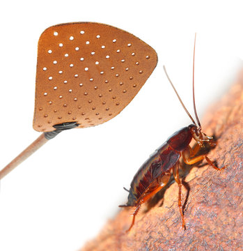 Flyswatter and cockroach. Pest control - poison free concept.