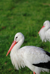 Storks walking in the field