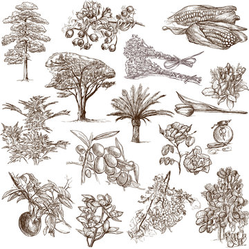 Trees, Plants and Flowers  around the World - drawings on white