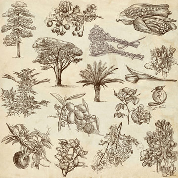 Trees, Plants and Flowers  around the World - drawings on paper