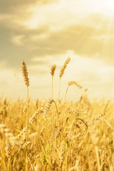 Fototapeta premium Wheat ears under golden shining