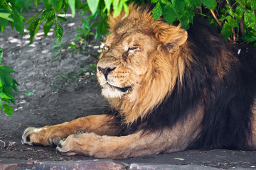Lion