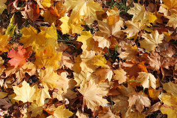 Autumn park with leaves