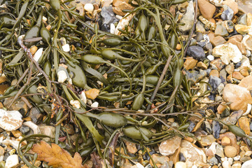 Closeup of seaweed Ascophyllum nodosum, commonly egg wrack.