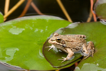 Wartender Frosch