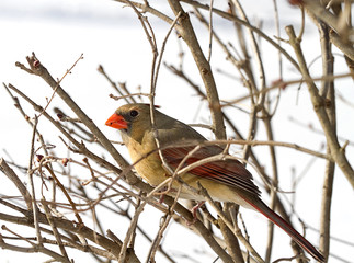 Female Cardinal in Branches